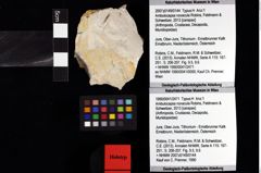 Foto (Objket + Etiketten) von Ambulocapsa novacula (Robins, Feldmann & Schweitzer, 2013) 